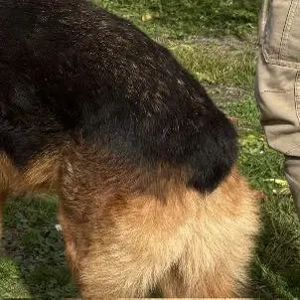 Max, bildhübscher Deutscher Schäferhund, sehr verträglich und intelligent Bild 6