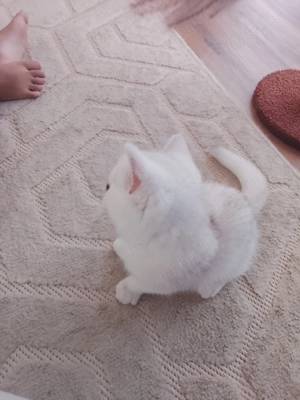 BKH Katze britisch kurzhaar Weiß 