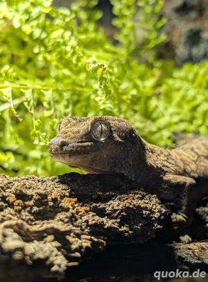 Chahoua-Gecko (1.0) + Terrarium
