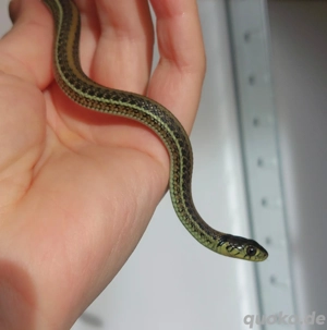 0.1 Thamnophis eques scotti Hamm