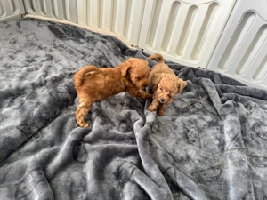 Toy & Zwerg Pudel Welpe