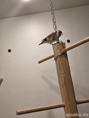 Stieglitz Major männlich