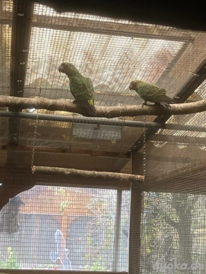 Grüner Kongopapagei abzugeben.