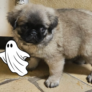 Mops Rüde Fluffy beige