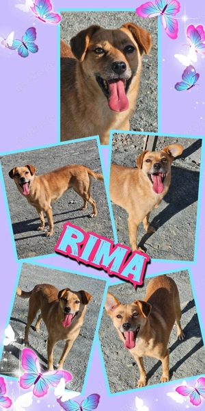 menschenbezogene, offene, liebe, mit Artgenossen super verträgliche Hündin "Rima" sucht ein Zuhause