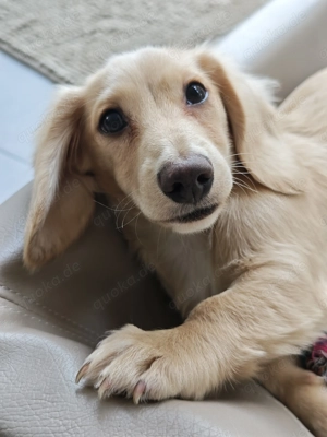 Amerikanischer Zwergdackel