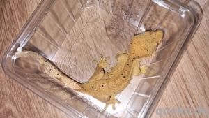 Mehrere kronengeckos abzugeben 