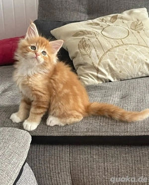 Maine-Coon-Kätzchen verfügbar