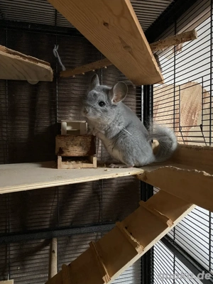 Chinchilla sucht ein neues zuhause 