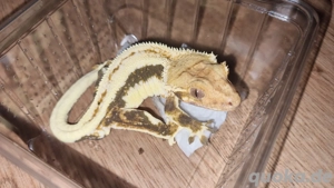 lilly White bock (kronengecko)