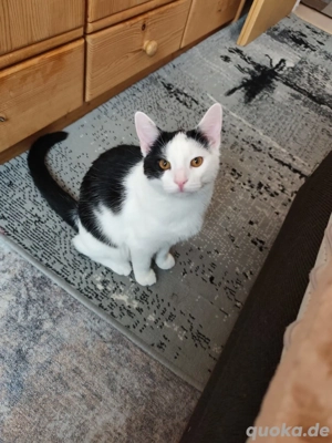    Ein Herz sucht ein Zuhause: Zauberhafte Kätzin (6 Monate)   