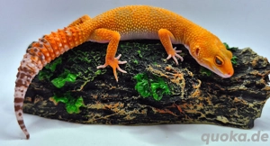 Wunderschöne Leopardgeckos 2026 abzugeben super zahm
