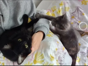 Misty & Duchess  Dreamteam sucht Traumzuhause. Bild 3