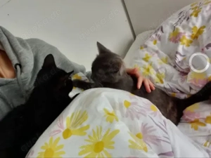 Misty & Duchess  Dreamteam sucht Traumzuhause. Bild 7