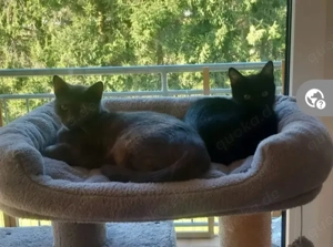 Misty & Duchess - Dreamteam sucht Traumzuhause