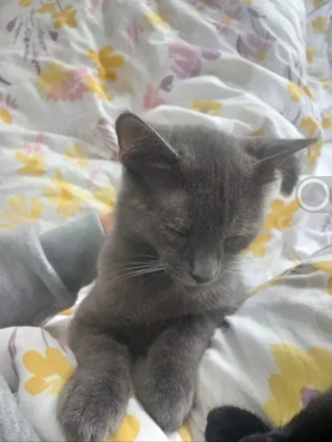 Misty & Duchess  Dreamteam sucht Traumzuhause. Bild 4