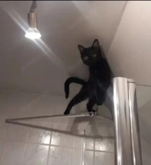 Misty & Duchess  Dreamteam sucht Traumzuhause. Bild 10