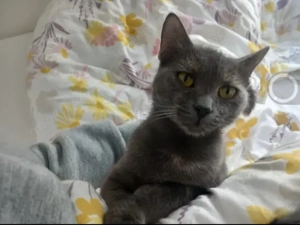 Misty & Duchess  Dreamteam sucht Traumzuhause. Bild 5