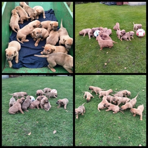 Wunderschöne Rhodesian Ridgeback-Broholmer Welpen suchen ein liebevolles Zuhause