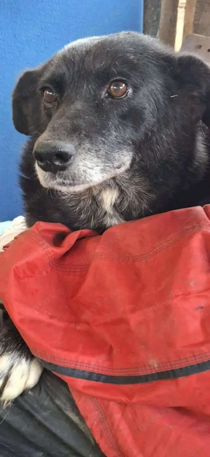 Coco   sanfte Seniorin, bereit für Zuhause 2.0