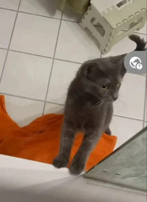 Misty & Duchess  Dreamteam sucht Traumzuhause. Bild 8