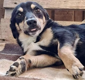Junghund Frodo   kleiner Pfötchengeber & großer Schmuser