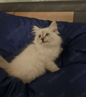 Kitten Abgabe bereit