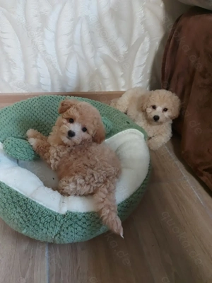 Maltipoo Welpen Stammbaum Bild 4