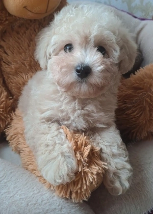 Maltipoo Welpen Stammbaum Bild 2