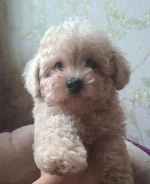 Maltipoo Welpen Stammbaum Bild 3