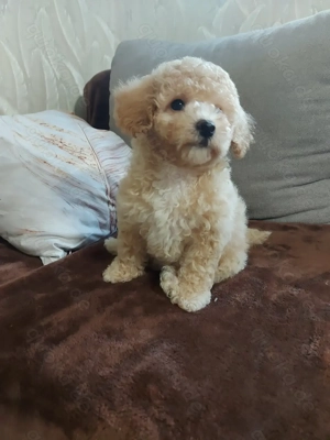 Maltipoo Welpen Stammbaum Bild 5