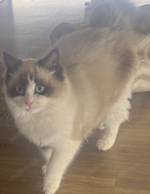 Wunderschöner Ragdoll-Kater sucht liebevolles Zuhause 