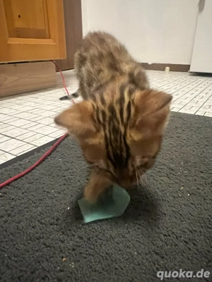    Bengal-Kitten   die klügsten Mini-Leoparden der Welt!     Bild 3