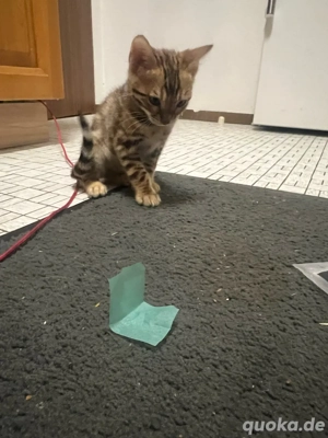    Bengal-Kitten   die klügsten Mini-Leoparden der Welt!     Bild 2