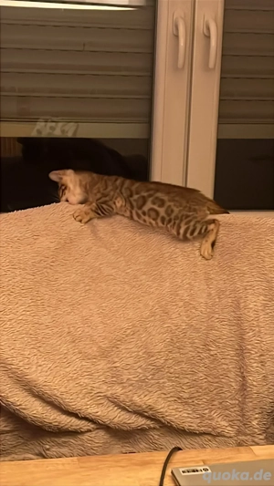    Bengal-Kitten   die klügsten Mini-Leoparden der Welt!    
