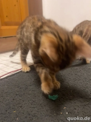    Bengal-Kitten   die klügsten Mini-Leoparden der Welt!     Bild 4