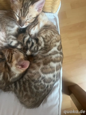    Bengal-Kitten   die klügsten Mini-Leoparden der Welt!     Bild 5