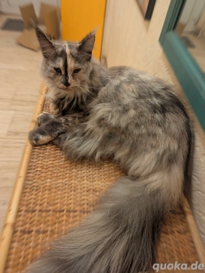 Wunderschöne Maine Coon
