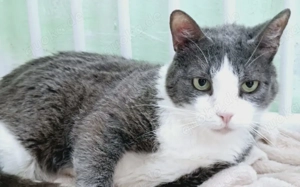 Jackpot Hanno sucht Alterswohnsitz		