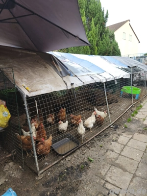 17 Legehühner mit Gehege