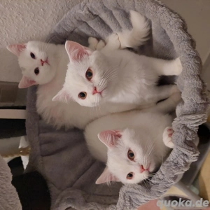 Britisch reinrassige kurzhaar 