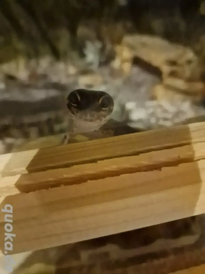 Leopardgeckos Blacknights, W&Y Mack Snow, Sunglow und Terrarium 