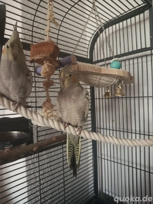 Suchen 2 Nymphensittich Hennen