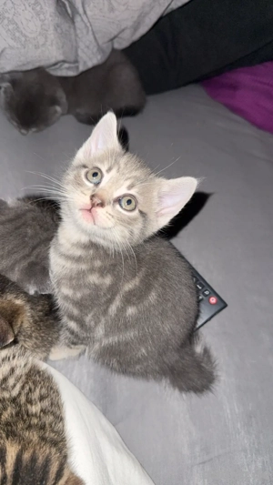 Verspielter Kater sucht neues Zuhause