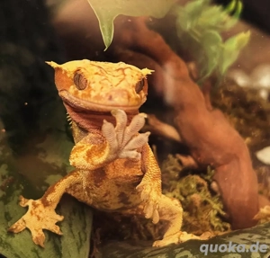 Kronengecko abzugeben