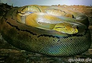 Netzpython ( Nz'22 0.1) 