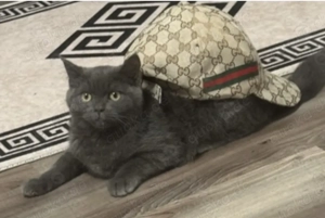 britische katze junior 