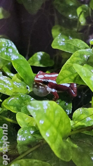 Dreistreifen Blattsteiger(Epipedobates anthonyi) NZ25 zu verkaufen 