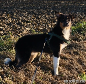 Australien Shepherd Hündin 