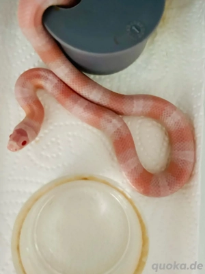 Lampropeltis Hondurensis